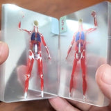 The Body Deck - The Human Anatomy Playing Cards